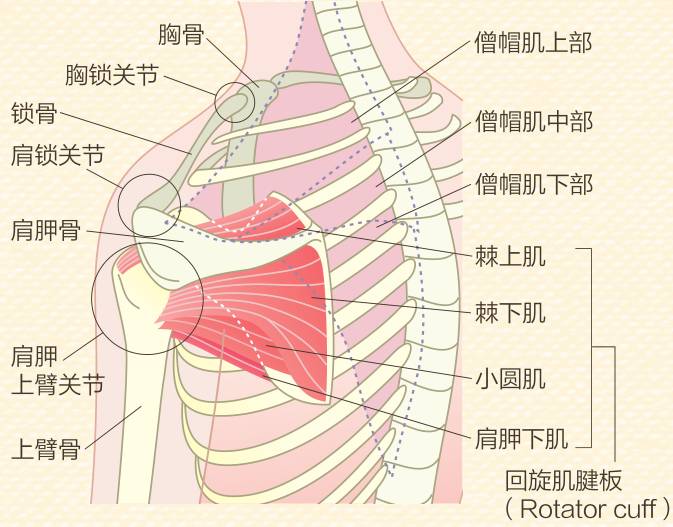 瘦身| 仰卧起坐减肚子?打破谣言,轻松动肩膀就能练出腹肌!