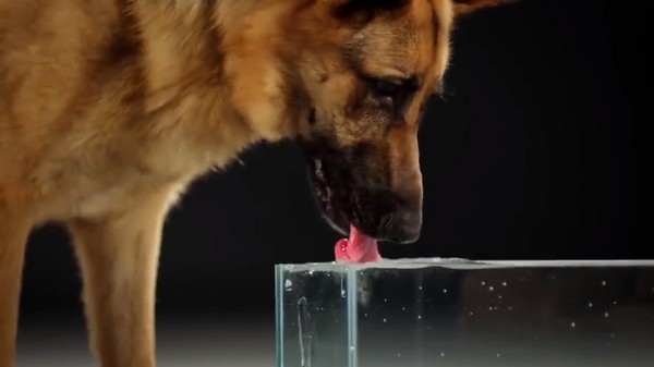 夏天到了，关于狗狗喝水这事很多铲屎官还不知道！