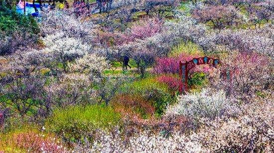 地址:苏州市吴中区光福镇福湖路香雪海5月19日免费江苏上海东方明珠