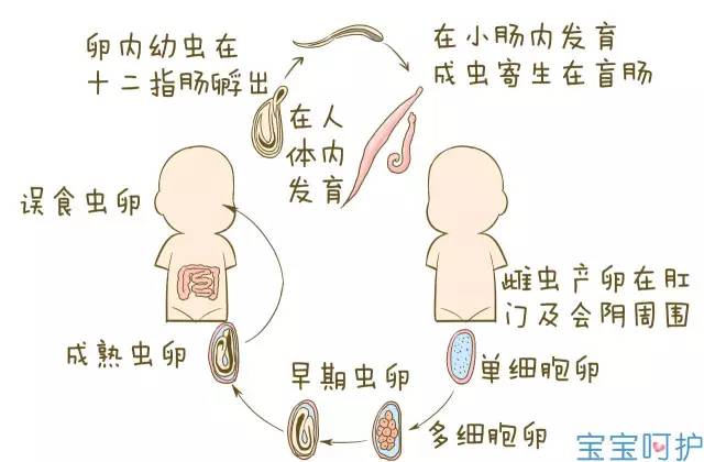 吃不胖,眼白有青影,是不是宝宝肚子里有虫子?