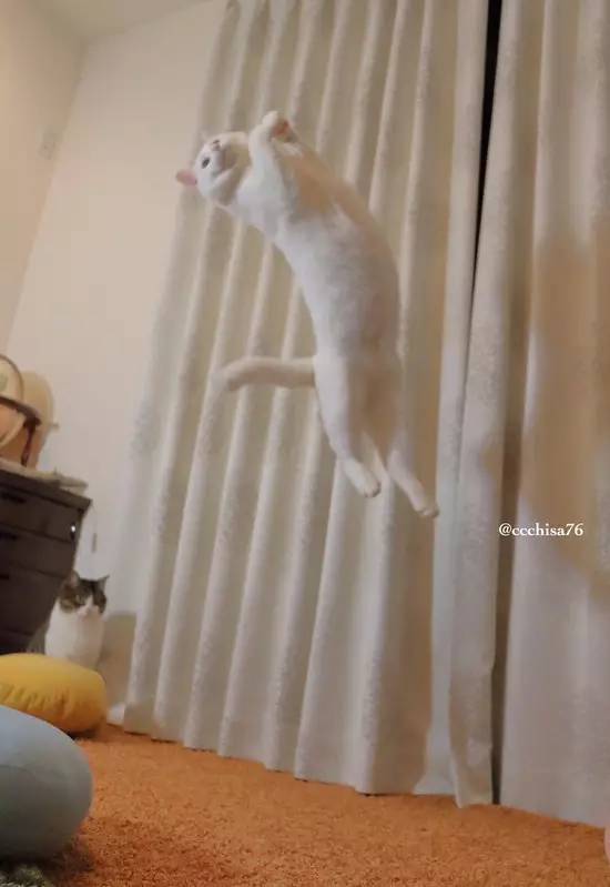 旋转跳跃闭着眼!日本网友家的猫要上天