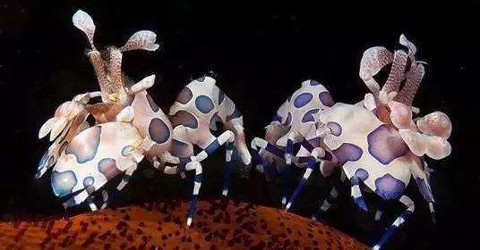 【免费抢票】904带你去看史上最怪异的海底动物，每一个物种都超乎你想象