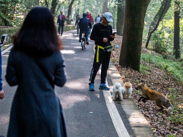 武大珞珈山上游历着一只野狐狸美女发现它之后