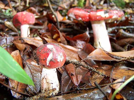 云南哪种野生菌菇最好吃？