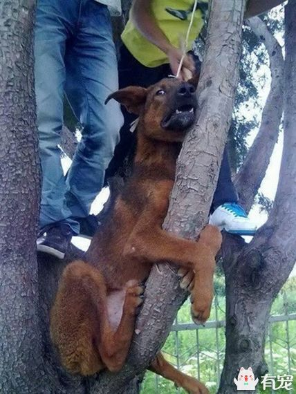 变态男子把狗吊在树上剥皮，还一脸欣喜！