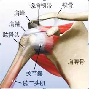 此外,在肩锁关节可见骨质疏松,关节端增生或形成骨赘或关节间隙变窄