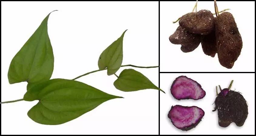 香芋的学名叫 dioscorea alata,是薯蓣[yù]科薯蓣属的参,中文名