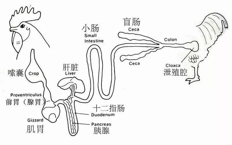 鸟类消化道示意图