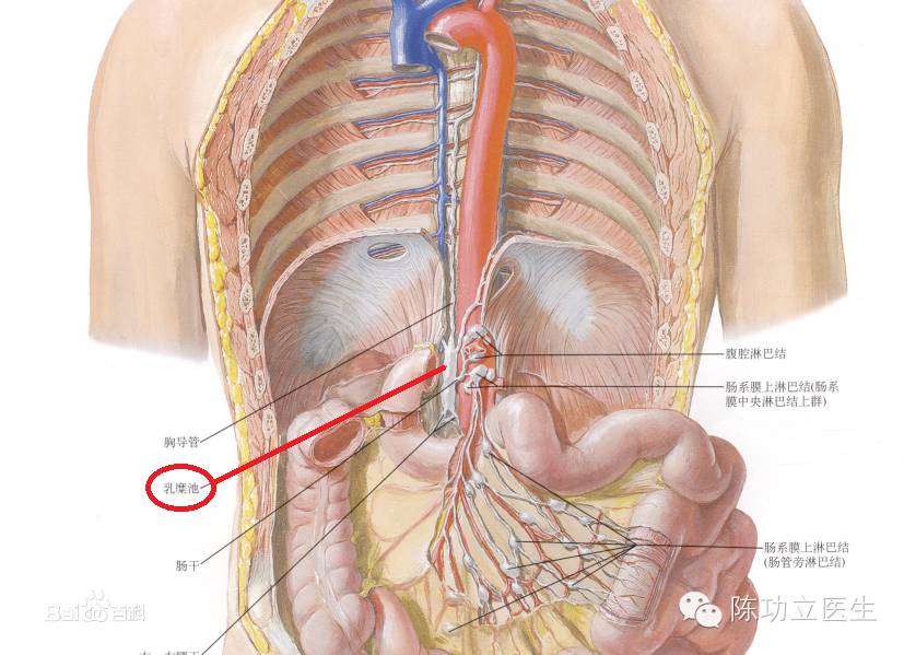乳糜池在清扫肾静脉水平的腹主动脉旁淋巴结的时候,不得不提十二指肠