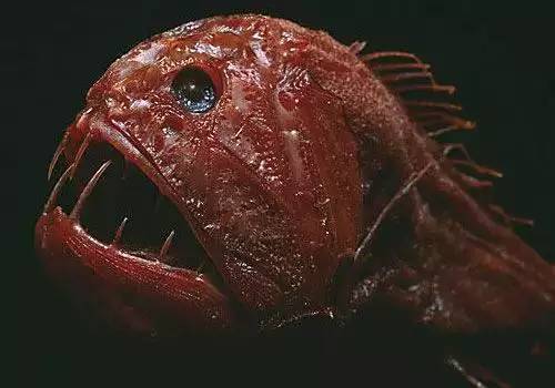 鮟鱇鱼绝秘:最奇异的后代繁衍
