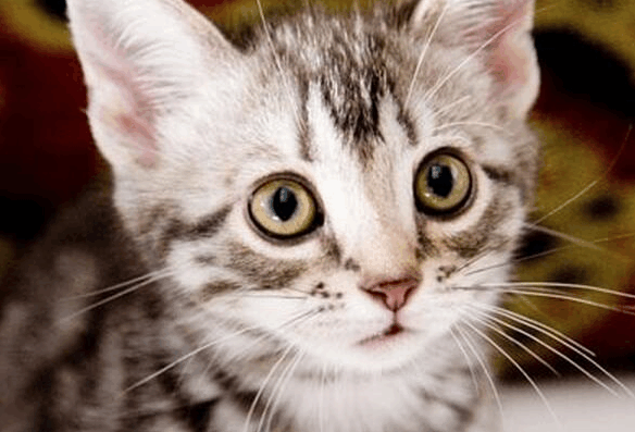 最小清新的日本宠物电影，咕咕是一只猫