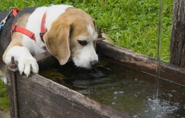夏天到了，关于狗狗喝水这事很多铲屎官还不知道！