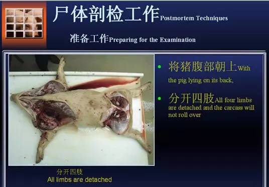 25张最详细猪解剖步骤图果断收藏