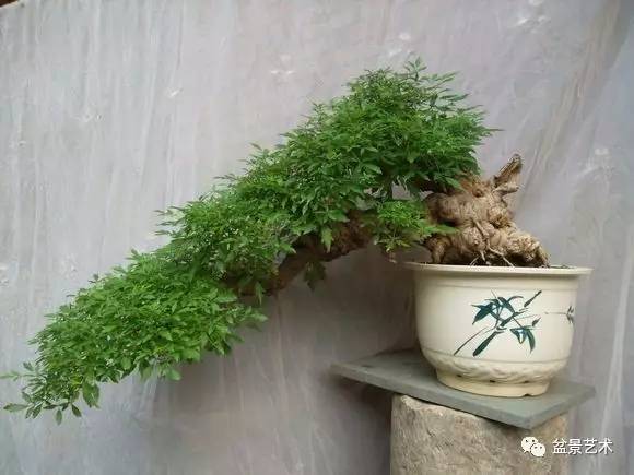 【盆景艺术】黄荆盆景的制作与养护