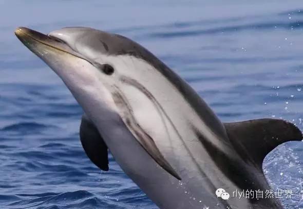 rlyl物种说今日条纹原海豚stripeddolphin