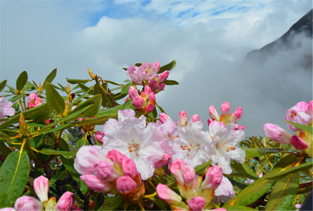 羊角花盛开,到小金赏花,观景,品文化