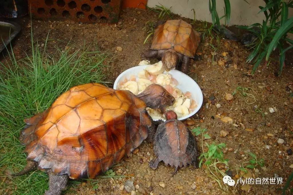 「锯缘摄龟」的饲养与繁殖!