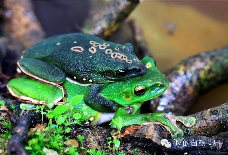 就爱绿蛤蟆「大泛树蛙」饲养心得!