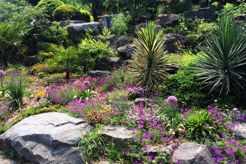 「岩生植物」与「岩石花园」