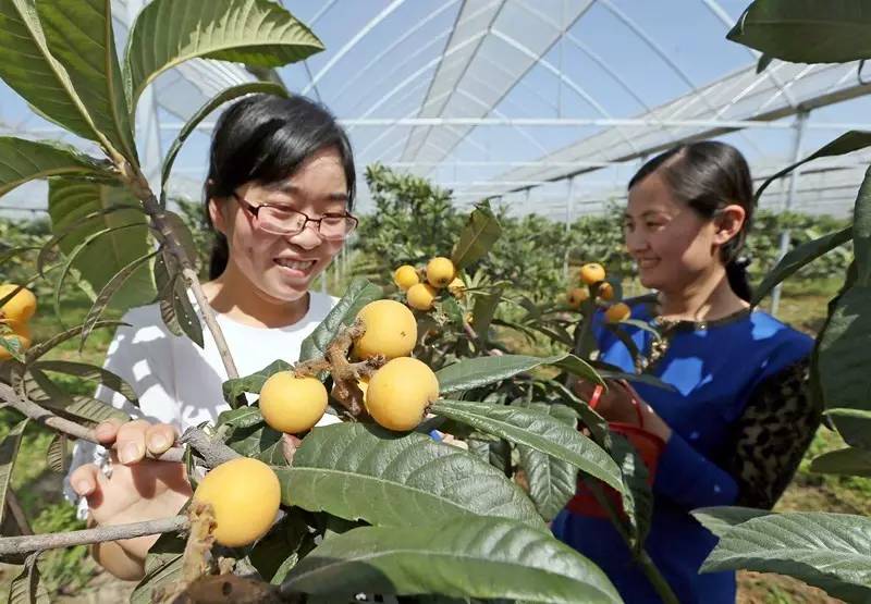 五厍农场引种多年获成功,从此,在松江也能采到宁海,苏州的枇杷啦!