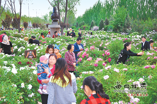 花开似锦魅力新—临夏市第二届河州牡丹文化节述评