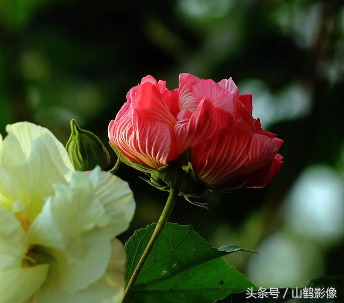 摄影欣赏:芙蓉花