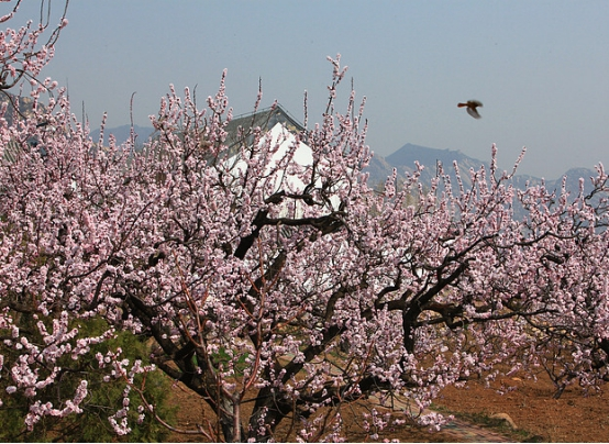 端午节去哪玩？京津冀这20个风景优美的地方不错