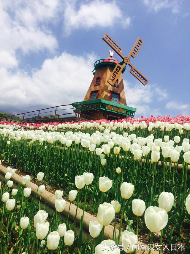 日本最美天空郁金香节给你一场视觉的盛宴