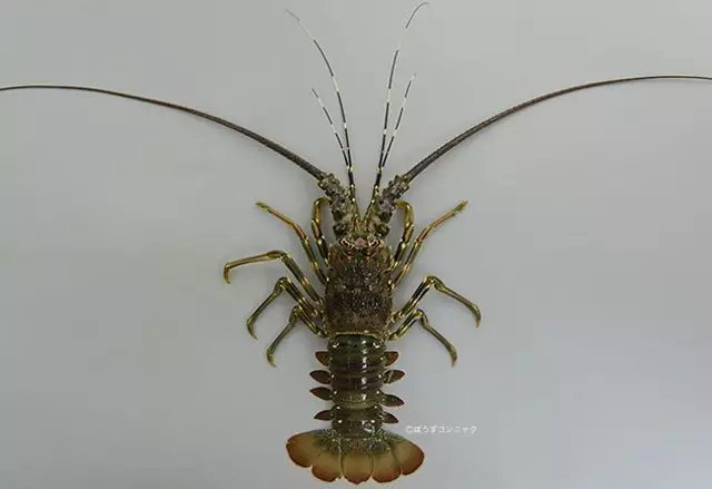 学名波纹龙虾(panulirus homarus,俗称青龙,青壳仔,一般体长26厘米