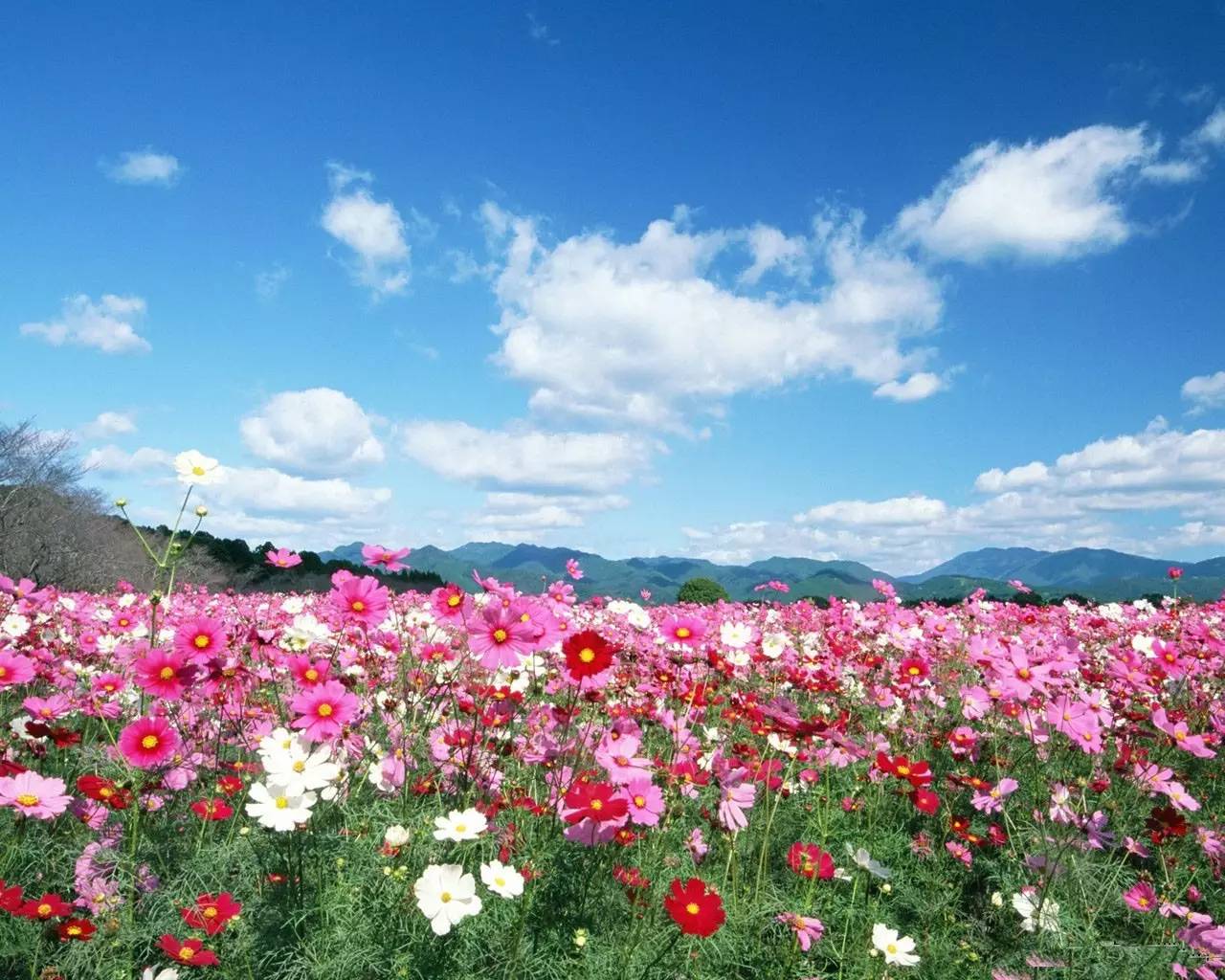 格桑花何必到西藏新余周边就可以看格桑花花海