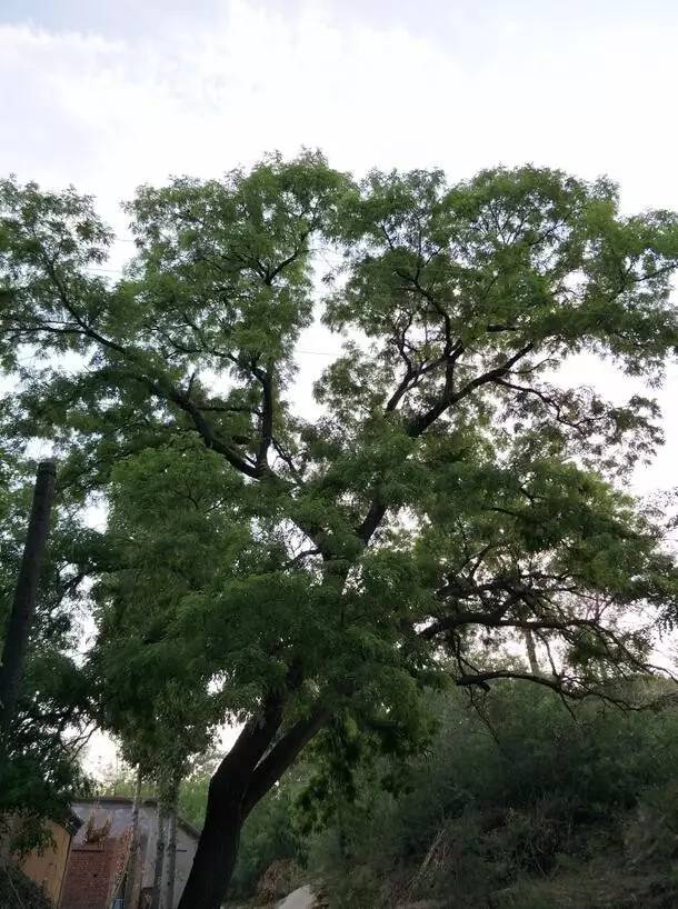 家门口的老树—丁立鹏酸甜的韧子—星星行唐下雨天太堵了再加上