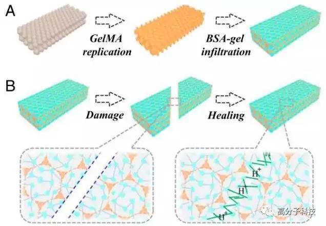 具有自修复功能的反蛋白石光子晶体水凝胶制备示意图 赵远锦教授