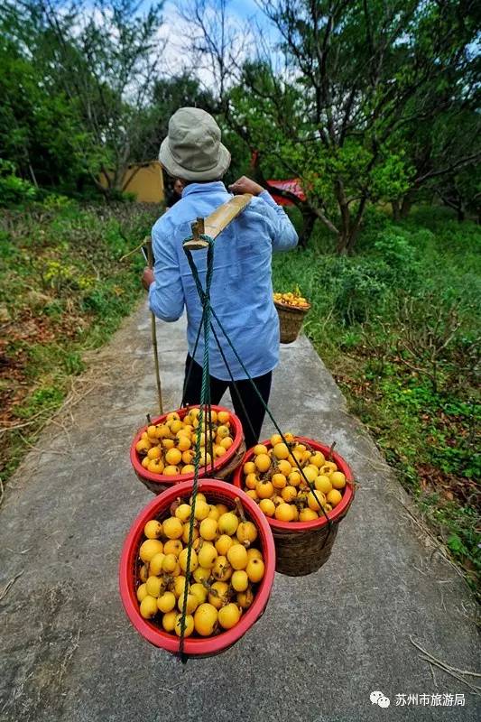 有个苏州丨来东山只采枇杷?那你就遗憾错过这些好玩的