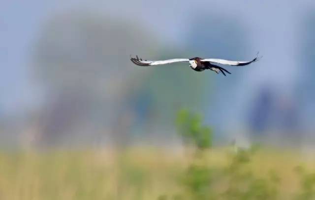 生态丨乌巾荡发现“水凤凰”，堪称淡水湿地上最美丽的鸟……