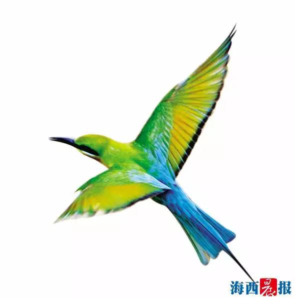 厦门又现“中国最美丽的鸟”，一次还来了80多只！它们就在……