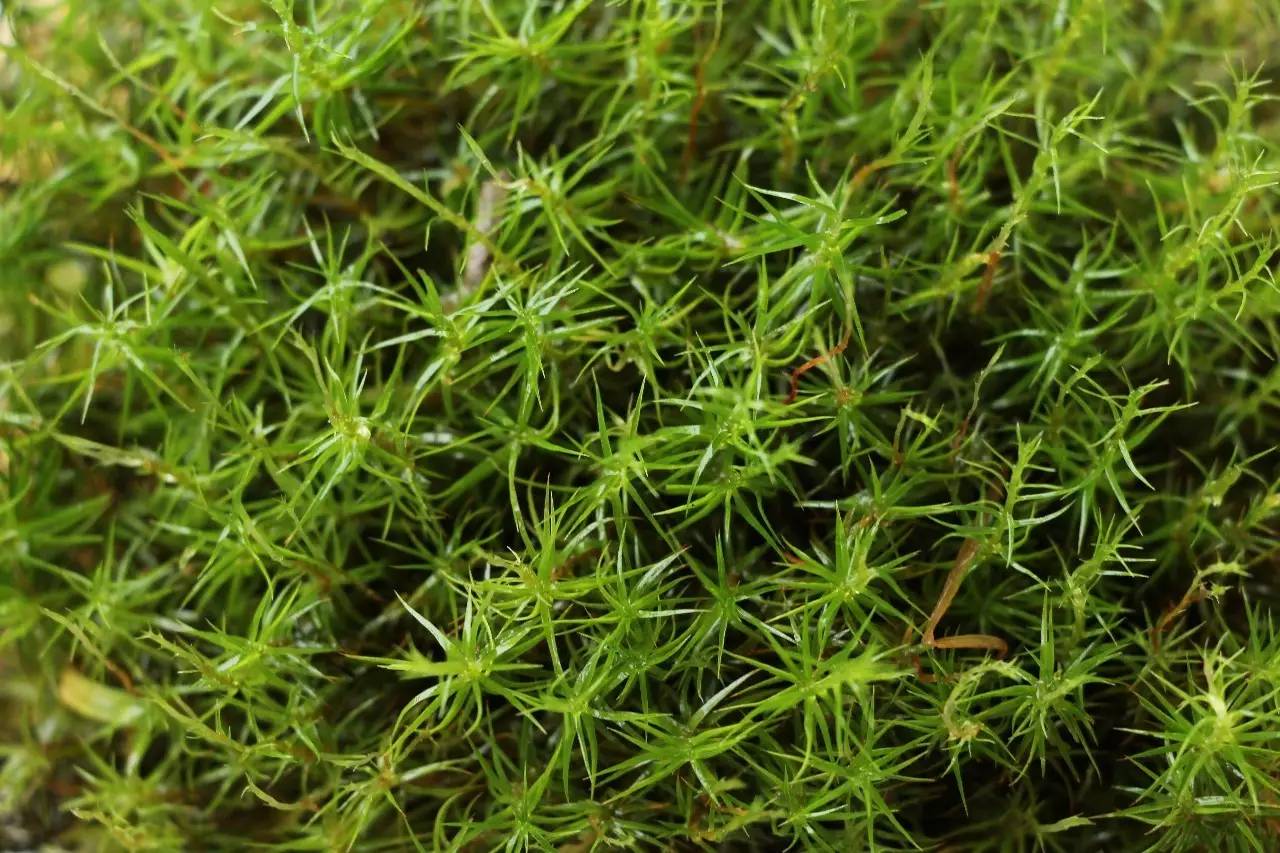 苔藓植物的配子体形状各异,有长得像是小树的(金发藓,桧叶金发藓,东亚