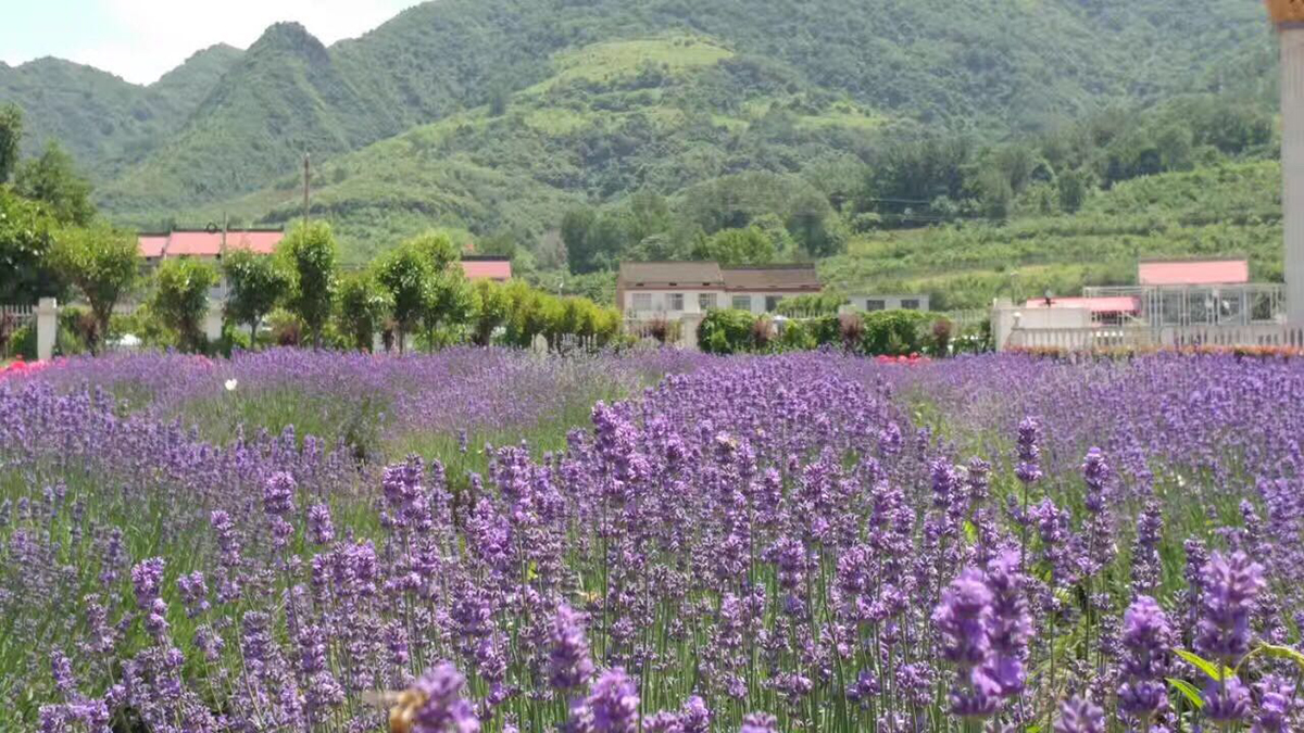 花开似海,周至薰衣草庄园蓝紫盈盈锦云天