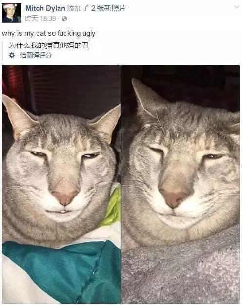 铲屎官吐槽自家猫丑的像邋遢大叔,网友说猫随主人