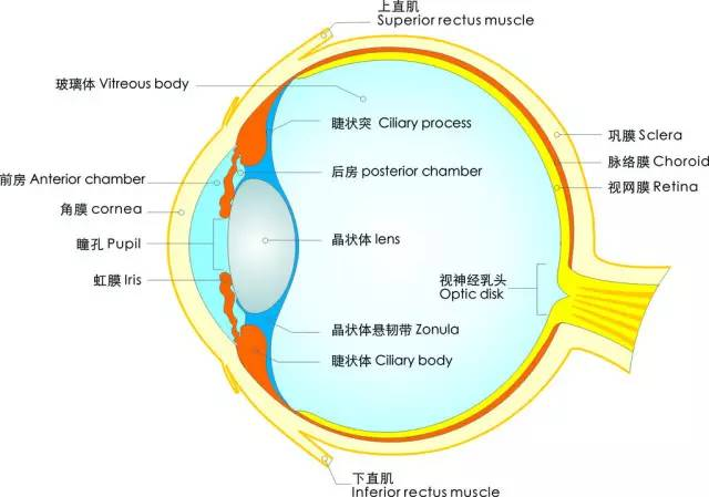 视路的组成结构图 新视界眼科医生提醒到:了解眼睛,关爱眼睛,愿大家