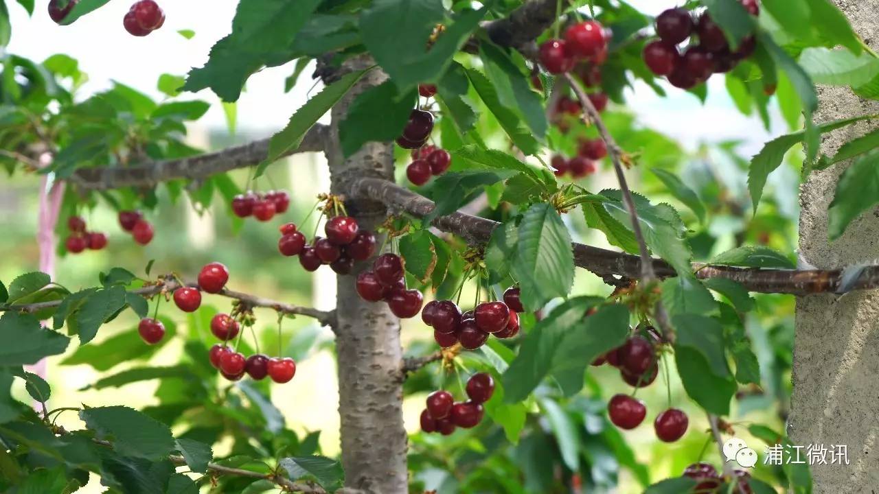 甜樱桃 也就是我们常说的 车厘子 曾经被专家称为"不可能在南方种植的