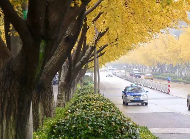 芜湖九华中路段就种植了467棵嫁接银杏 2005年,芜湖又在九华南路段