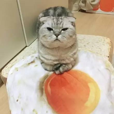 网友给猫的面包垫子加了个荷包蛋，但猫很不高兴，原来...