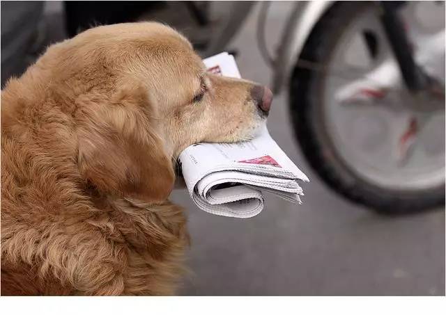 金毛为照顾生病主人，每天早上叼着钱去报摊给主人买报纸！