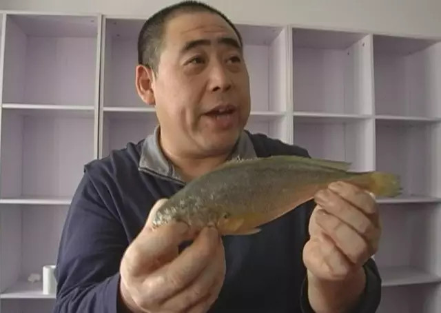 那么市民购买黄花鱼的时候,怎样才能买到不染色的黄花鱼呢?