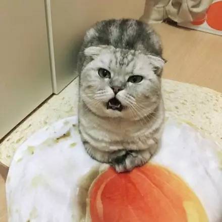 网友给猫的面包垫子加了个荷包蛋，但猫很不高兴，原来...