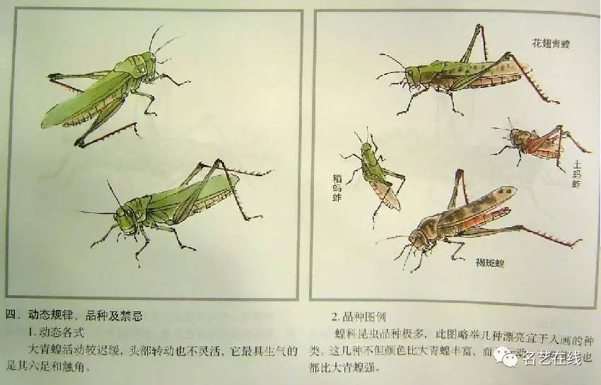 工笔画技法:怎样画蝗虫