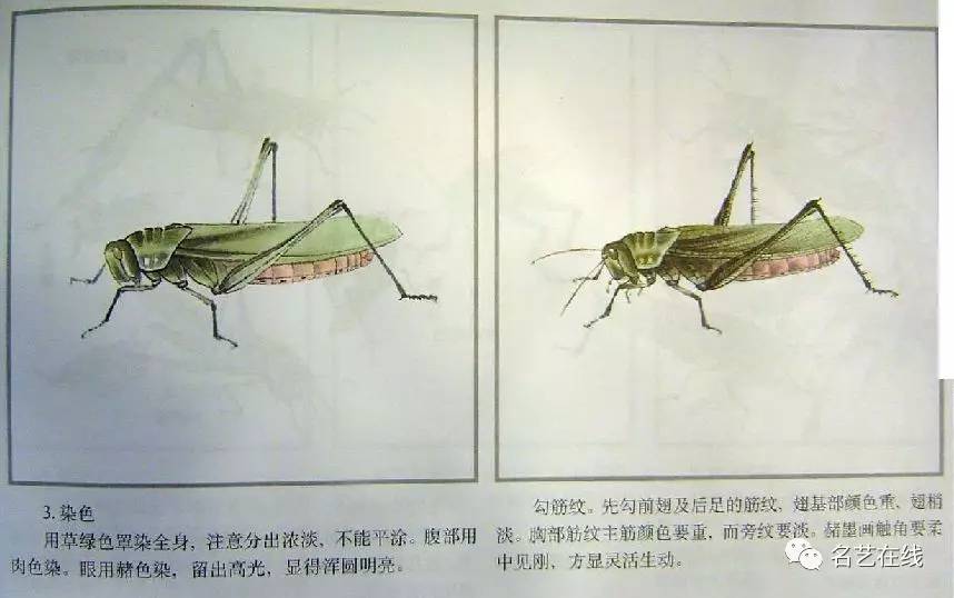 工笔画技法:怎样画蝗虫