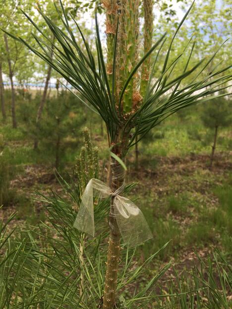 5月24日记者来到林业站东侧不远处就看到了"樟子松嫁接红松"基地