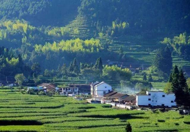 【旅游】枇杷正甜时!浙江枇杷采摘地大集合,吃货们走起!