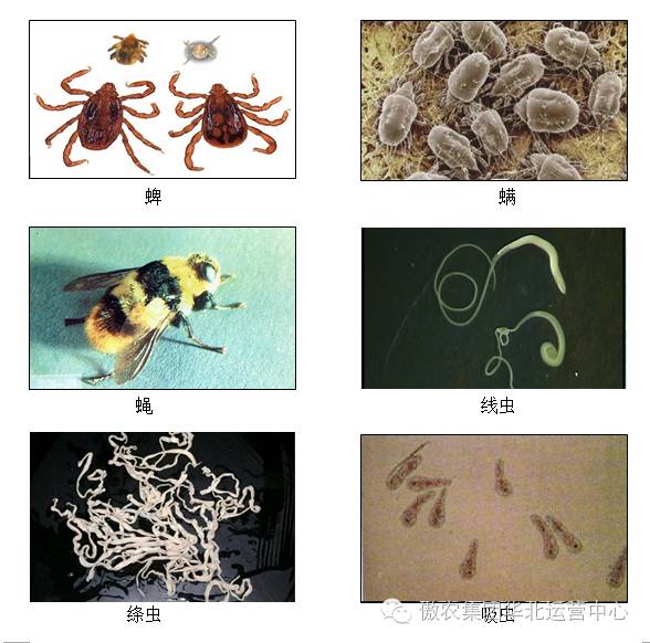 体内体外,驱虫一次搞定,就选虫毕净!